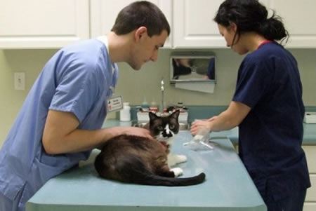 Clínica de Acupuntura na Granja Viana Clínica Veterinária na Granja Viana