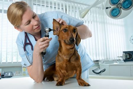 Clínica de Acupuntura na Granja Viana Clínica Veterinária na Granja Viana